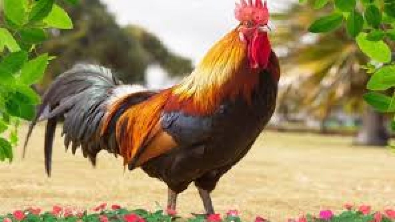 4 Arti Mimpi Ayam Jago Atau Ayam Jantan Cintalia Com